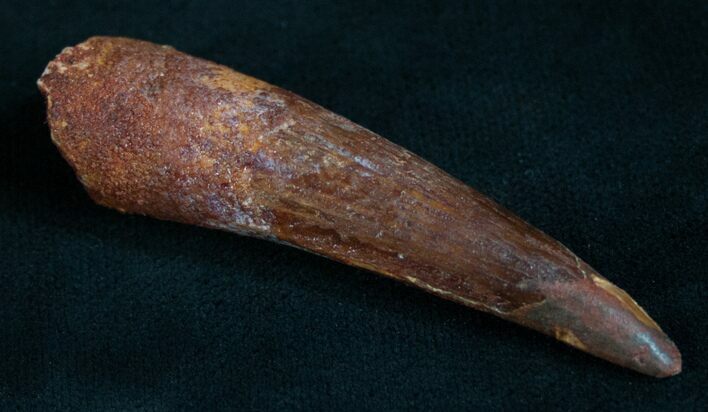 Spinosaurus Tooth, Monster Meat-Eater #8346